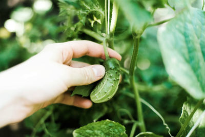 Close-up of hand holding plant