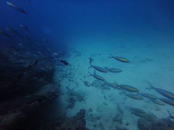 Fish swimming in sea