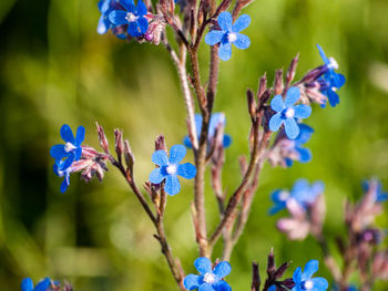 Close-up of purple flowering plants