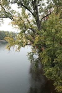 Trees by lake in forest against sky