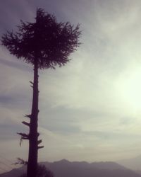 Low angle view of tree against sky