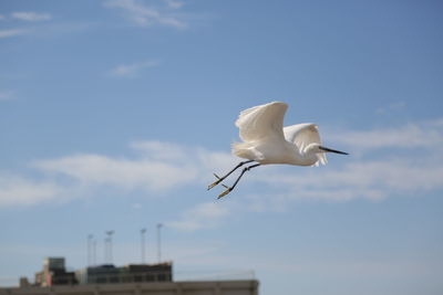 Low angle view of seagull flying against sky