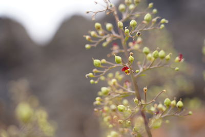 Close-up of flowering plant