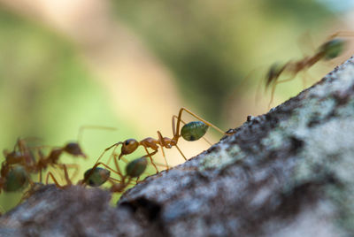 Close-up of ants on branch