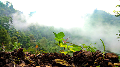 Scenic view of trees on field during foggy weather