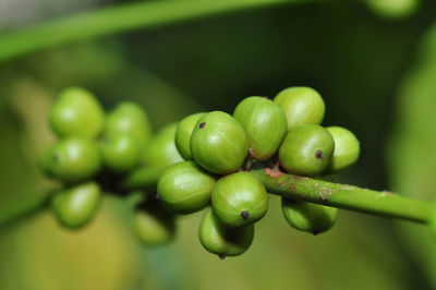 Close-up of fresh green fruits on plant