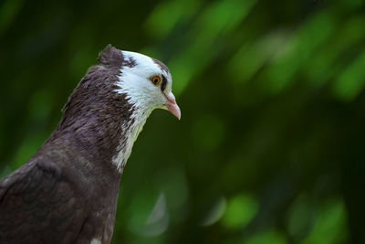Close-up of bird against blurred background