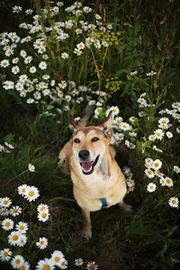 Portrait of a dog