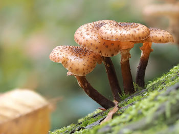 Close-up of mushroom growing on land