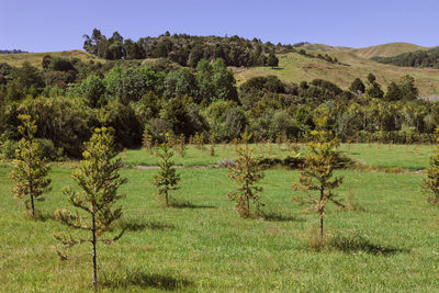 Plants growing on land