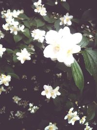 Close-up of white daisy blooming outdoors