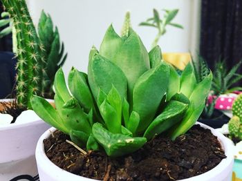 Close-up of potted cactus plant