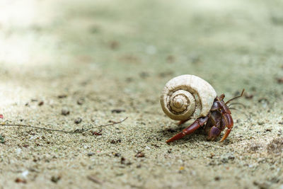 Close-up of crab on sand