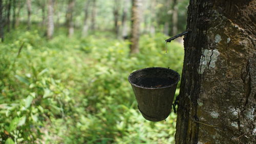 Selective focus of latex bowl with green latex tree