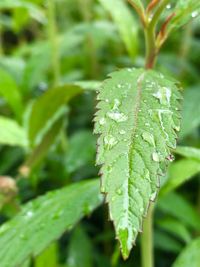 Close-up of raindrops on leaves