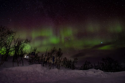 Snow covered trees against sky at night