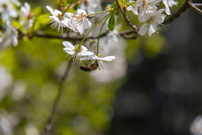 Close-up of bee on white flowering plant