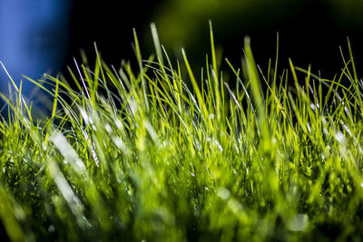 Close-up of water drops on grass
