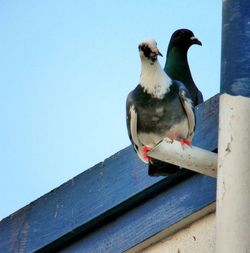 Low angle view of bird against clear sky