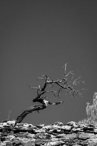 Close-up of bare tree against clear sky