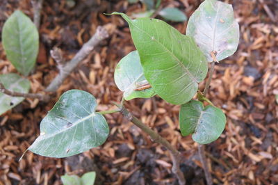 High angle view of green leaves on field