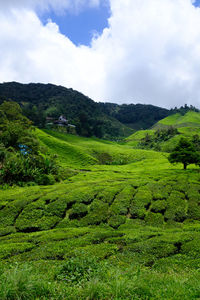 Scenic view of field against sky