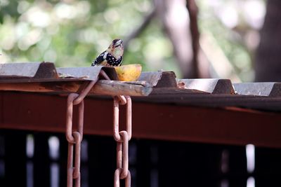 Close-up of bird perching on wood