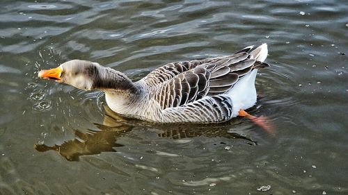 Close-up of duck swimming in lake