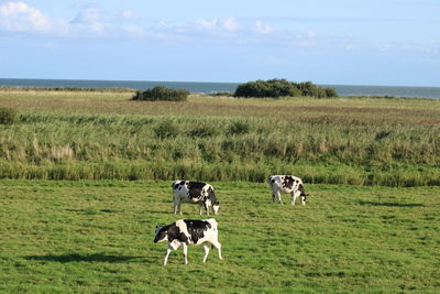 Cows in a field