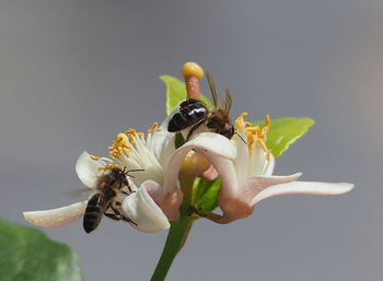 Close-up of insect on flower