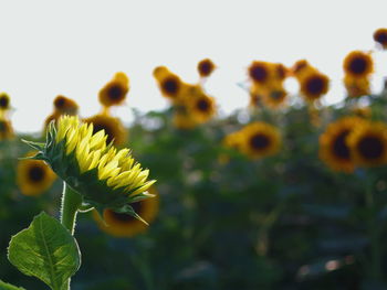 Close-up of yellow flowers blooming outdoors