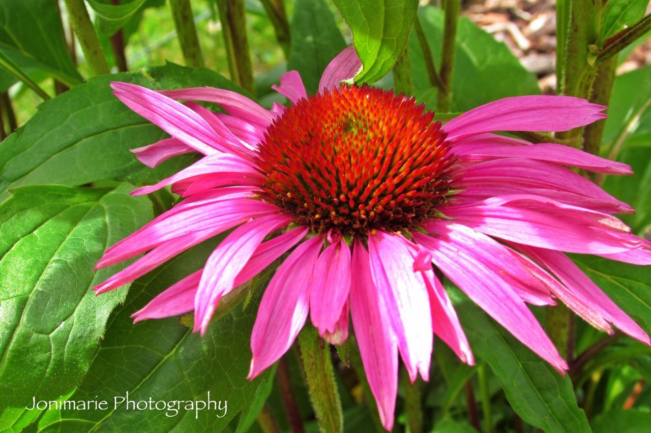 CLOSE-UP OF PINK FLOWERS