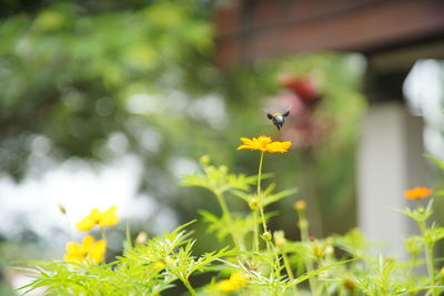 Close-up of insect pollinating on yellow flower