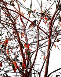 Low angle view of frozen tree against sky