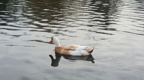 High angle view of swan swimming on lake