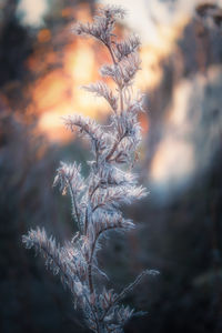 plant