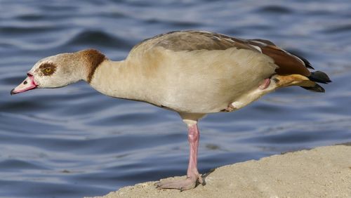 Side view of egyptian goose on retaining wall by lake