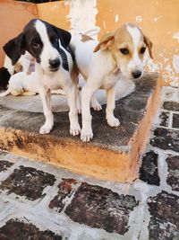 High angle portrait of puppy on outdoors