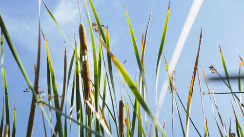 Reed with the sky as background