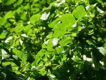 Close-up of green leaves