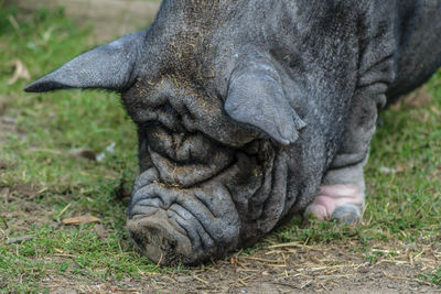 Close-up of a horse