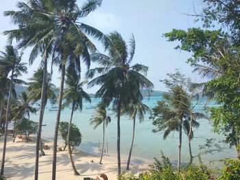 Palm trees on beach against sky