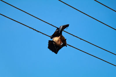 Low angle view of bird flying against clear blue sky