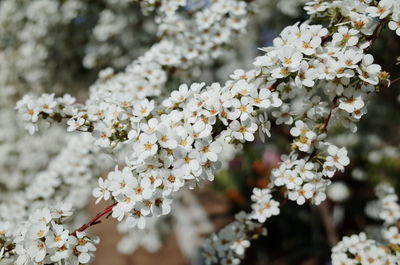 Close-up of white flowers blooming on tree