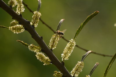 Close-up of insect on plant