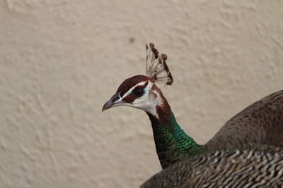 Close-up of peacock