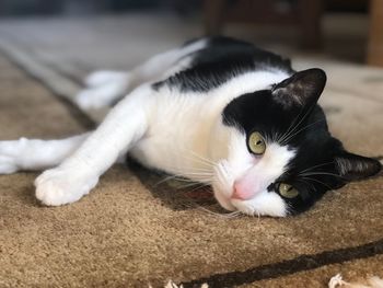 Close-up portrait of cat lying down