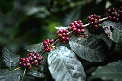 Close-up of red berries growing on tree