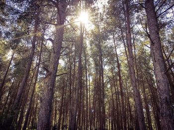 Low angle view of trees in forest