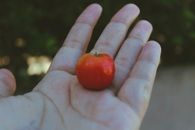 Close-up of hand holding tomato